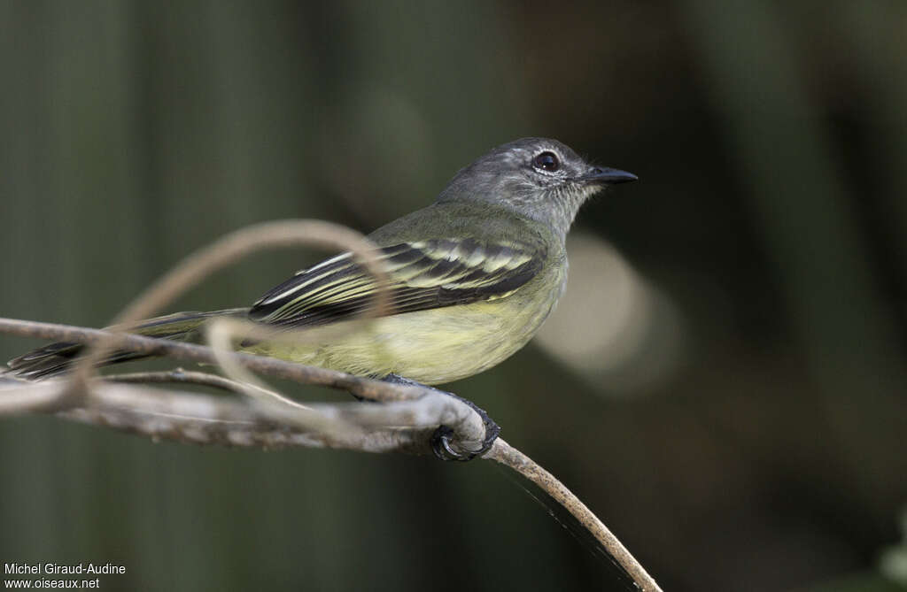 Forest Elaeniaadult