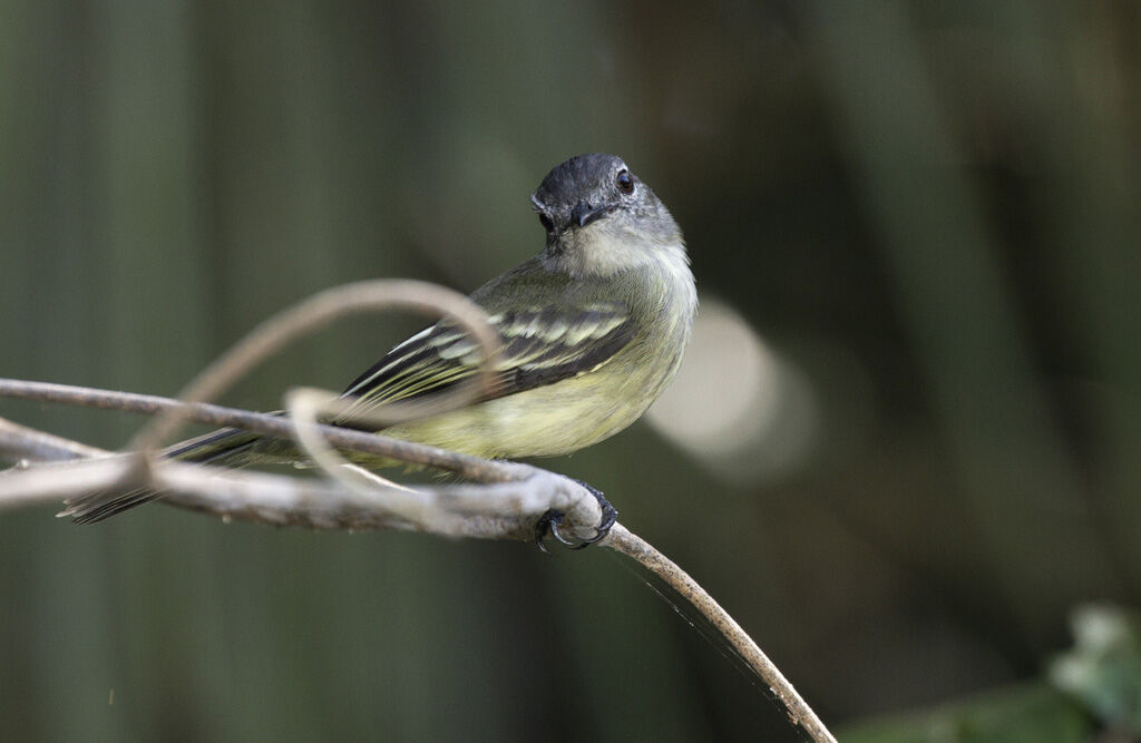 Forest Elaenia