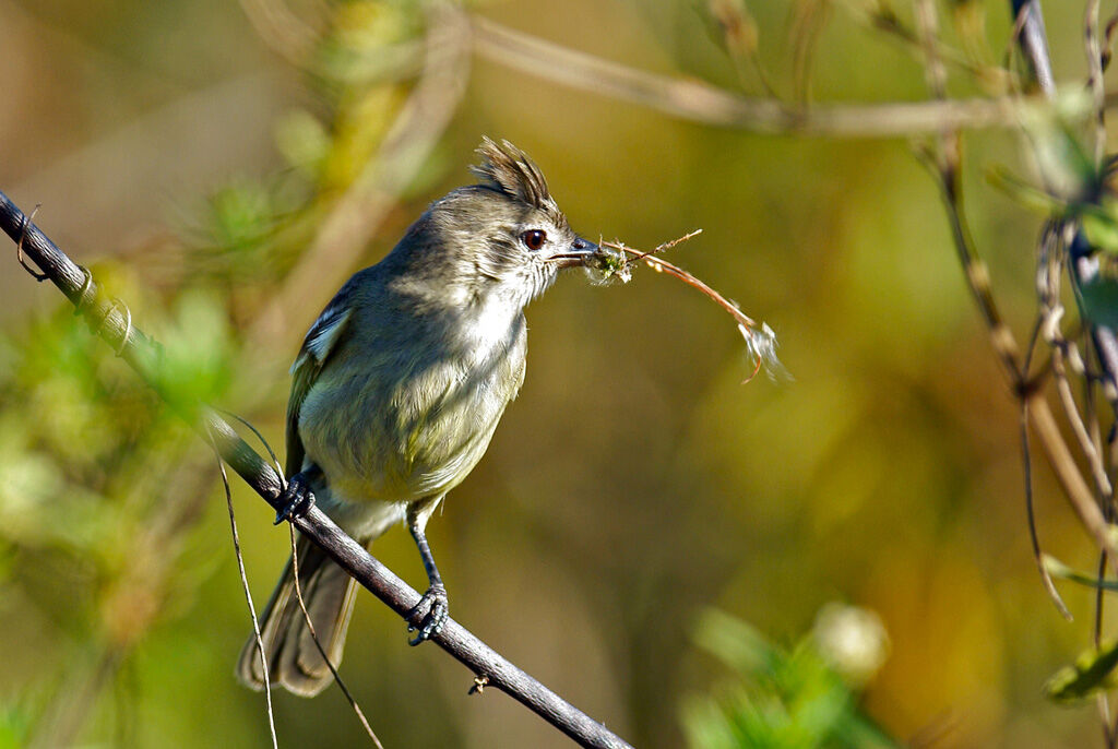 Plain-crested Elaeniaadult, Reproduction-nesting