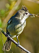 Plain-crested Elaenia