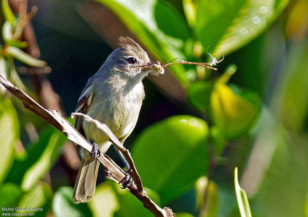 Plain-crested Elaeniaadult, Reproduction-nesting