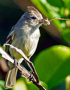 Plain-crested Elaenia