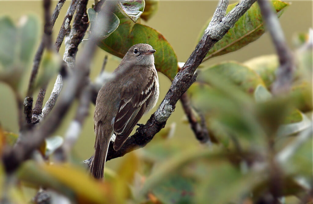 Lesser Elaeniaadult