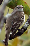 Lesser Elaenia