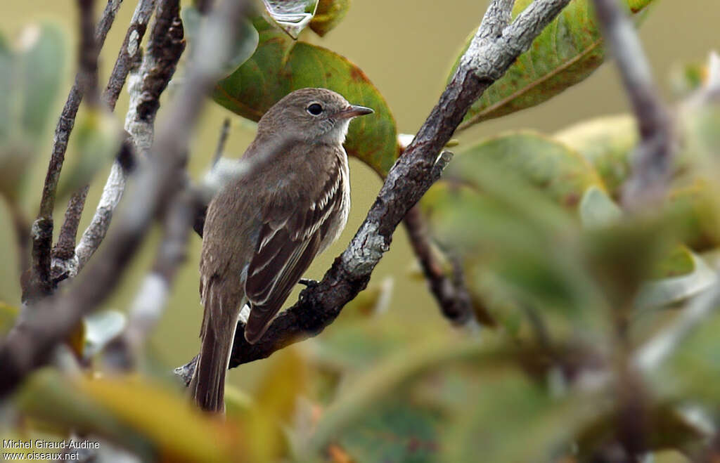 Lesser Elaeniaadult, habitat