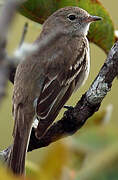 Lesser Elaenia