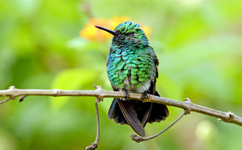 Blue-tailed Emerald