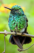 Blue-tailed Emerald