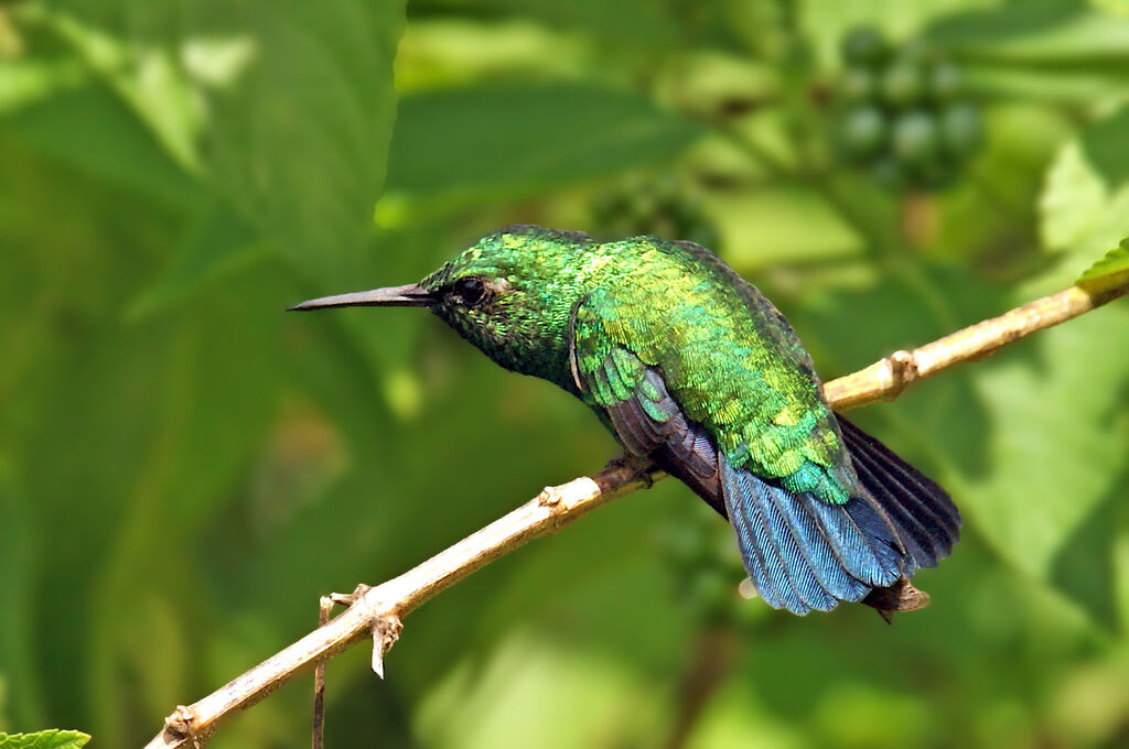 Blue-tailed Emerald