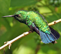 Blue-tailed Emerald