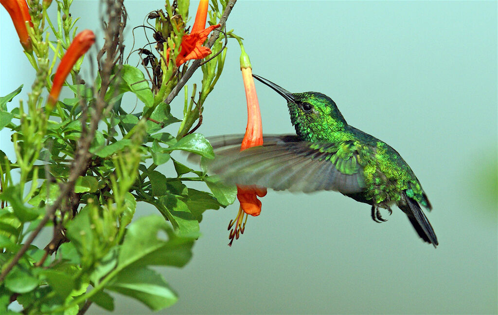 Blue-tailed Emerald