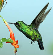 Blue-tailed Emerald