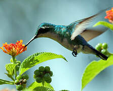 Blue-tailed Emerald