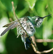 Blue-tailed Emerald