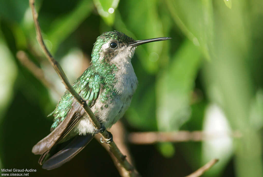 Blue-tailed Emerald female adult, identification