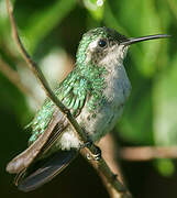 Blue-tailed Emerald