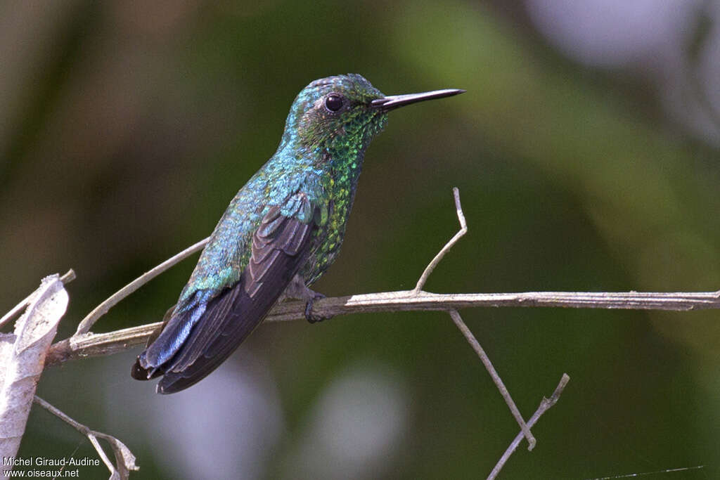 Blue-tailed Emerald male adult, identification