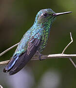 Blue-tailed Emerald