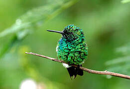 Blue-tailed Emerald