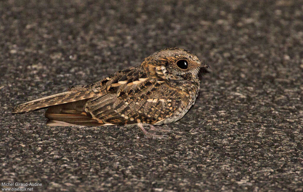 White-tailed Nightjar, identification