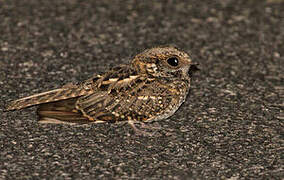 White-tailed Nightjar