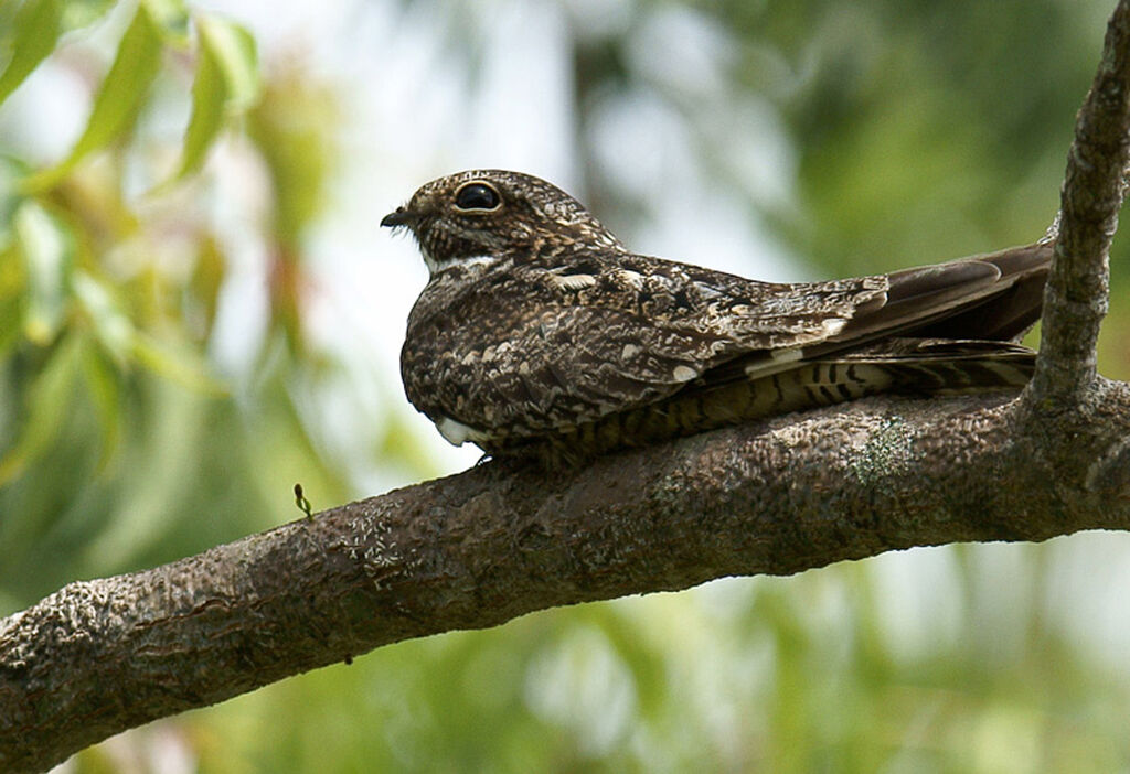 Lesser Nighthawk