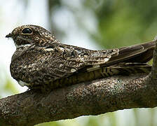 Lesser Nighthawk