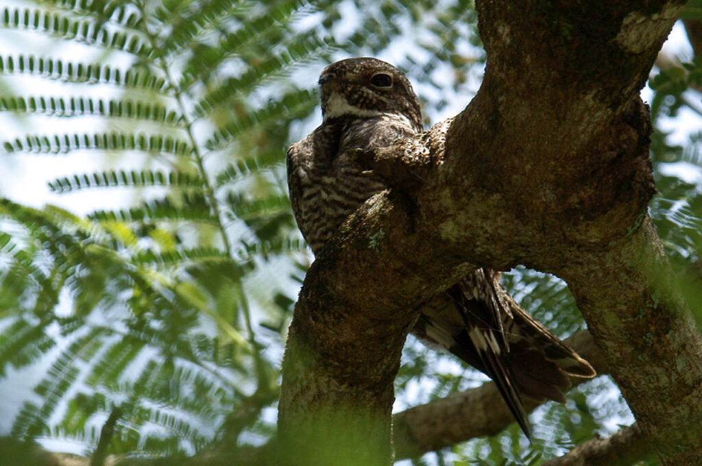 Lesser Nighthawk