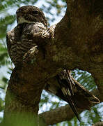 Lesser Nighthawk