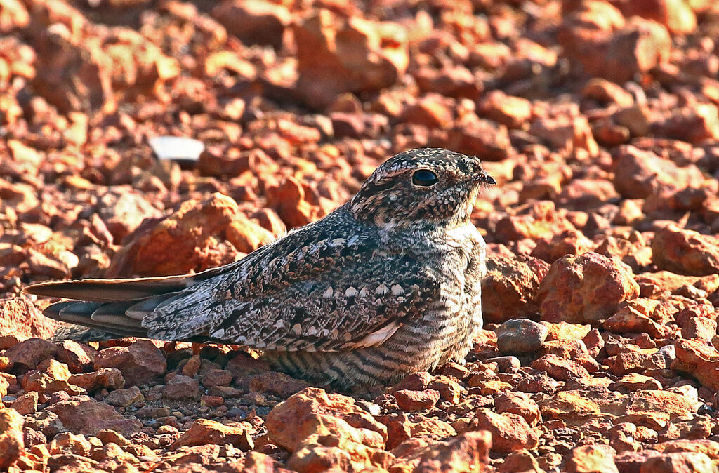 Lesser Nighthawk female adult