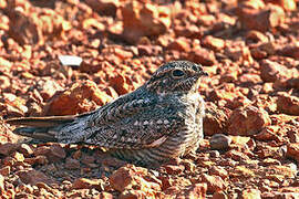 Lesser Nighthawk