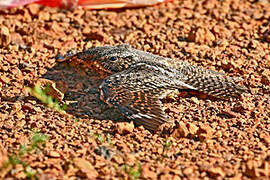 Lesser Nighthawk