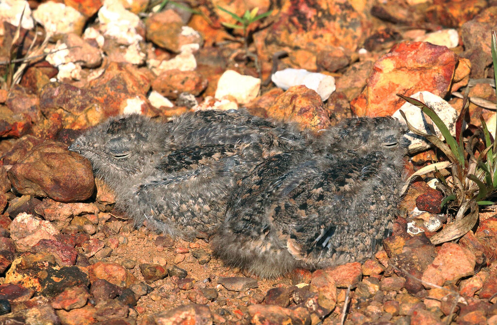 Lesser NighthawkPoussin, Reproduction-nesting