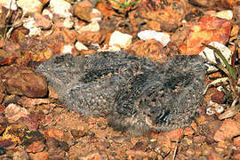 Lesser Nighthawk