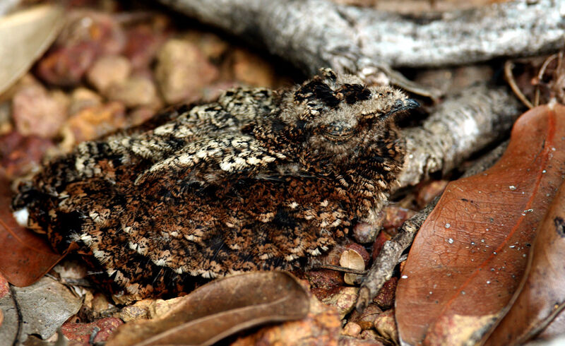 Blackish Nightjar, identification