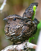 Blackish Nightjar