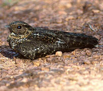 Blackish Nightjar