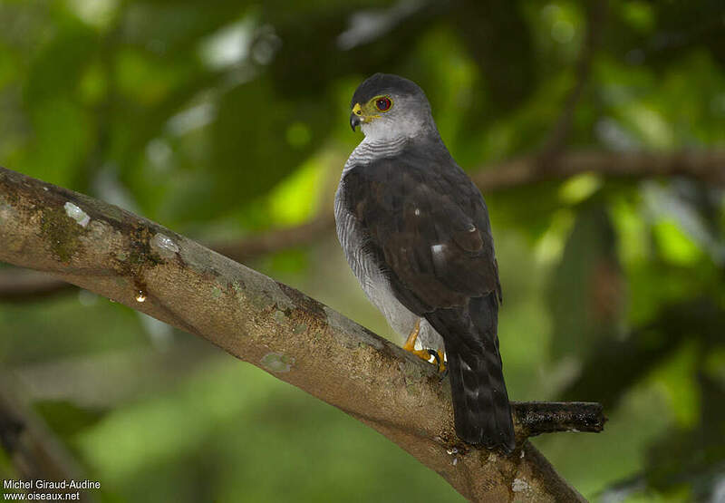 Tiny Hawk Accipiter superciliosus adult miga153274