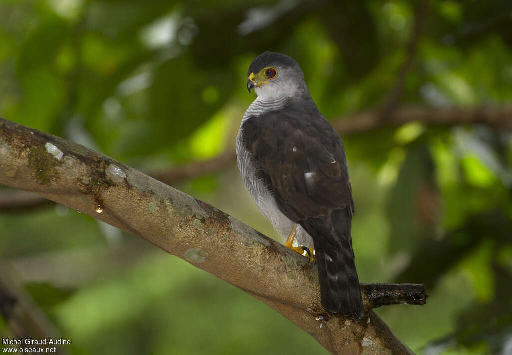 Tiny Hawkadult, identification