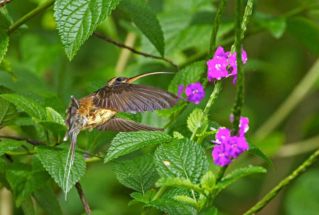 Long-tailed Hermit, Flight, feeding habits