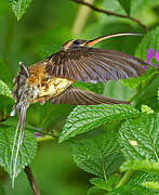 Long-tailed Hermit