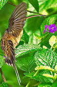 Long-tailed Hermit