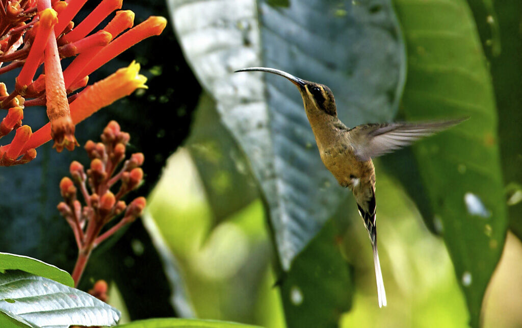 Long-tailed Hermit