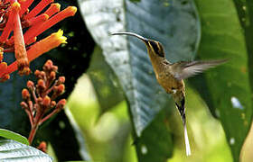 Long-tailed Hermit