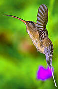 Long-tailed Hermit