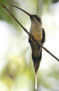 Great-billed Hermit