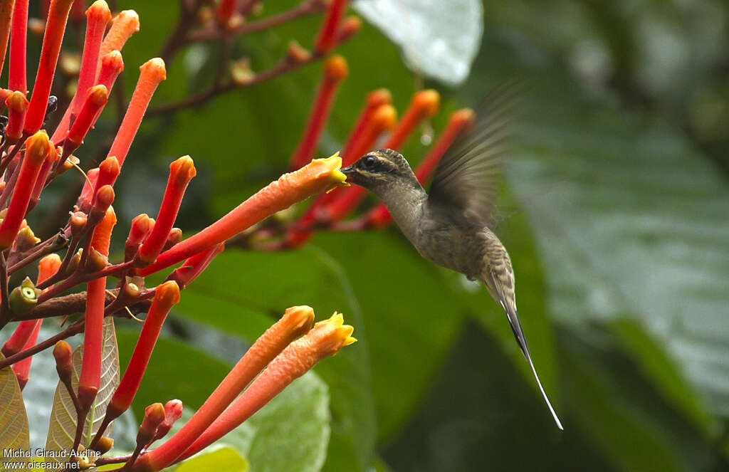 Great-billed Hermit, Flight, eats