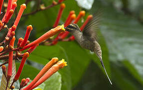 Great-billed Hermit