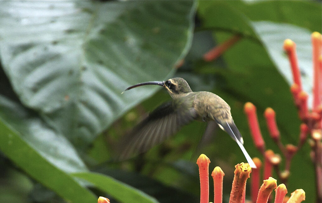 Great-billed Hermit