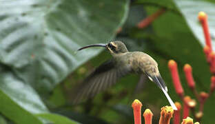 Great-billed Hermit